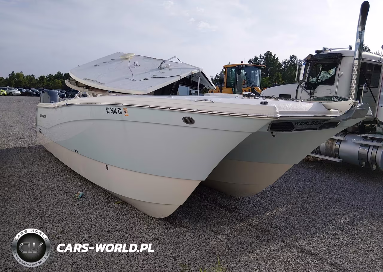 2023 World Cat Other – zdjęcie 1 z 10